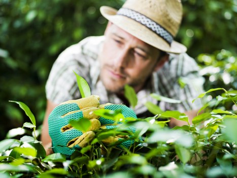 Perivale garden maintenance service for healthy flower beds
