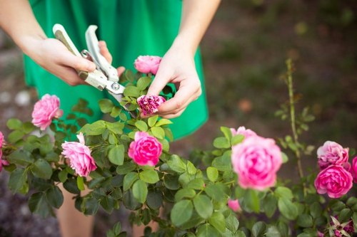 Professional gardener in Perivale shaping hedges and maintaining pathways