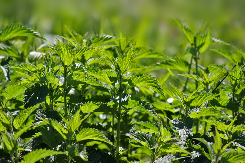 Garden outdoor space