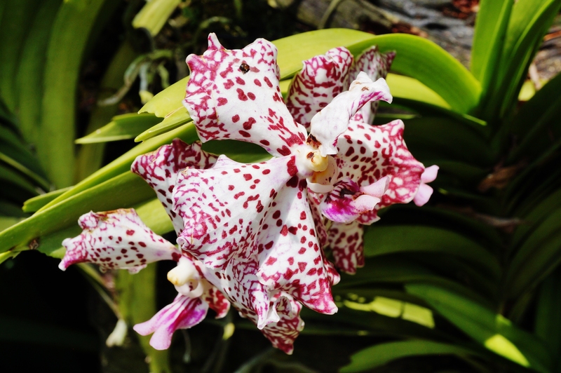 garden design Hedge trimming