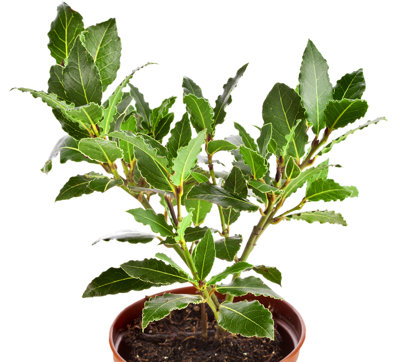 garden design Garden