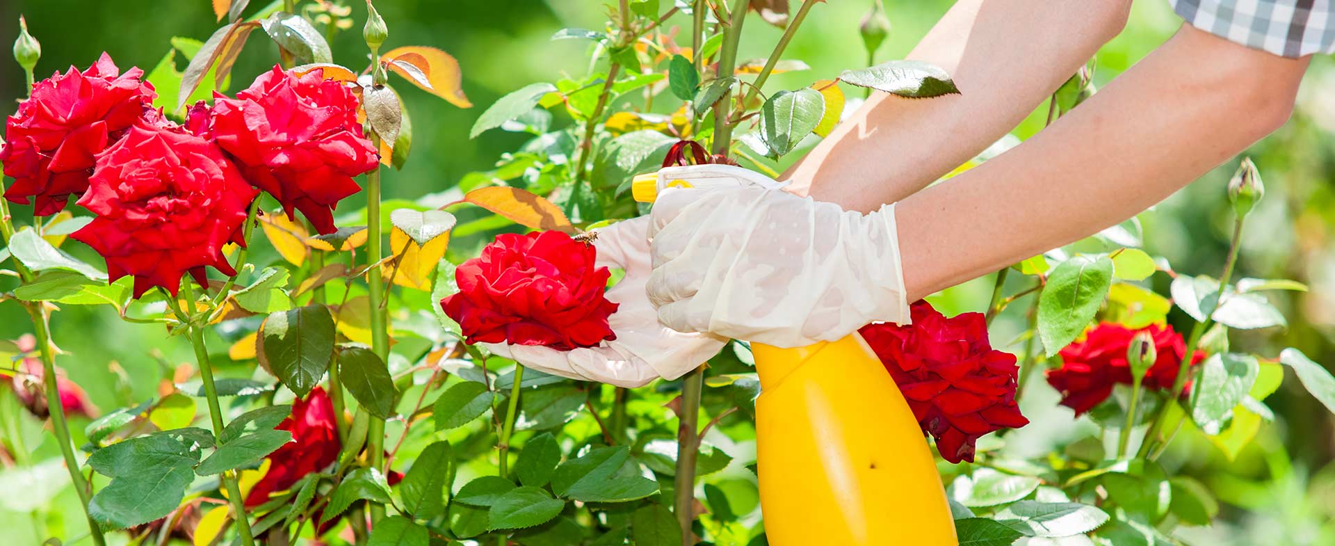 Gardeners Perivale